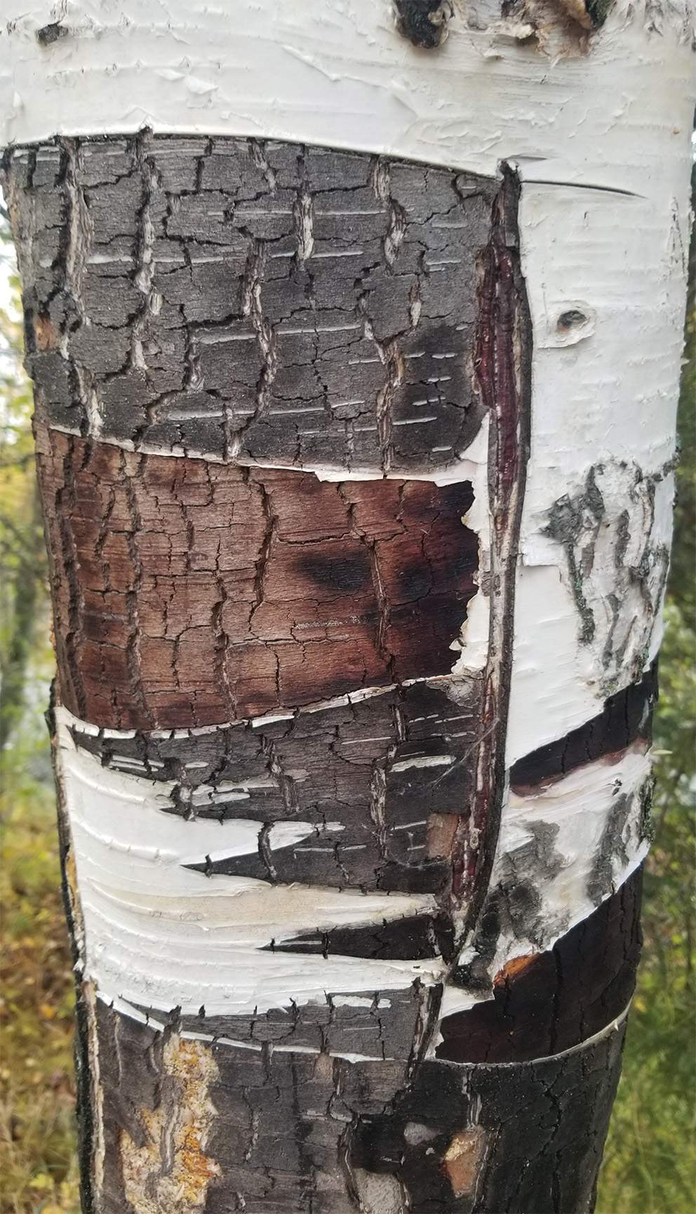 Birch Madness 1